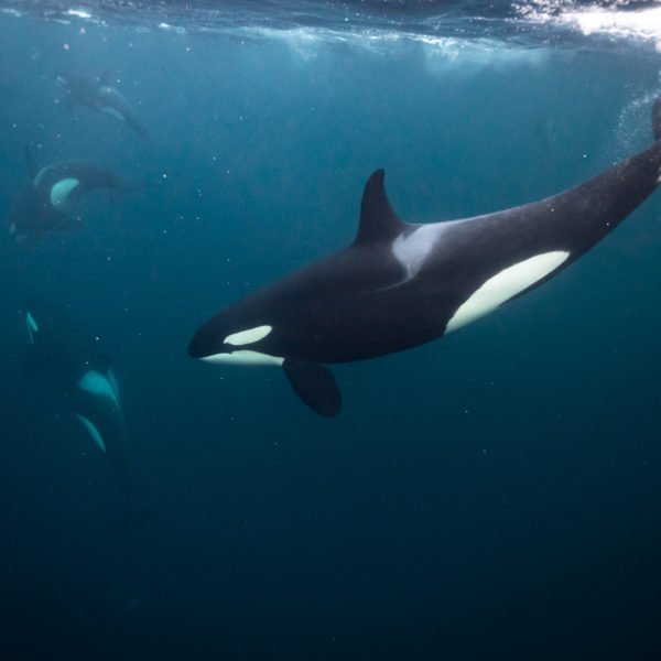 underwater orca pod stephane granzotto killerwhale underwater orca expedition travel
