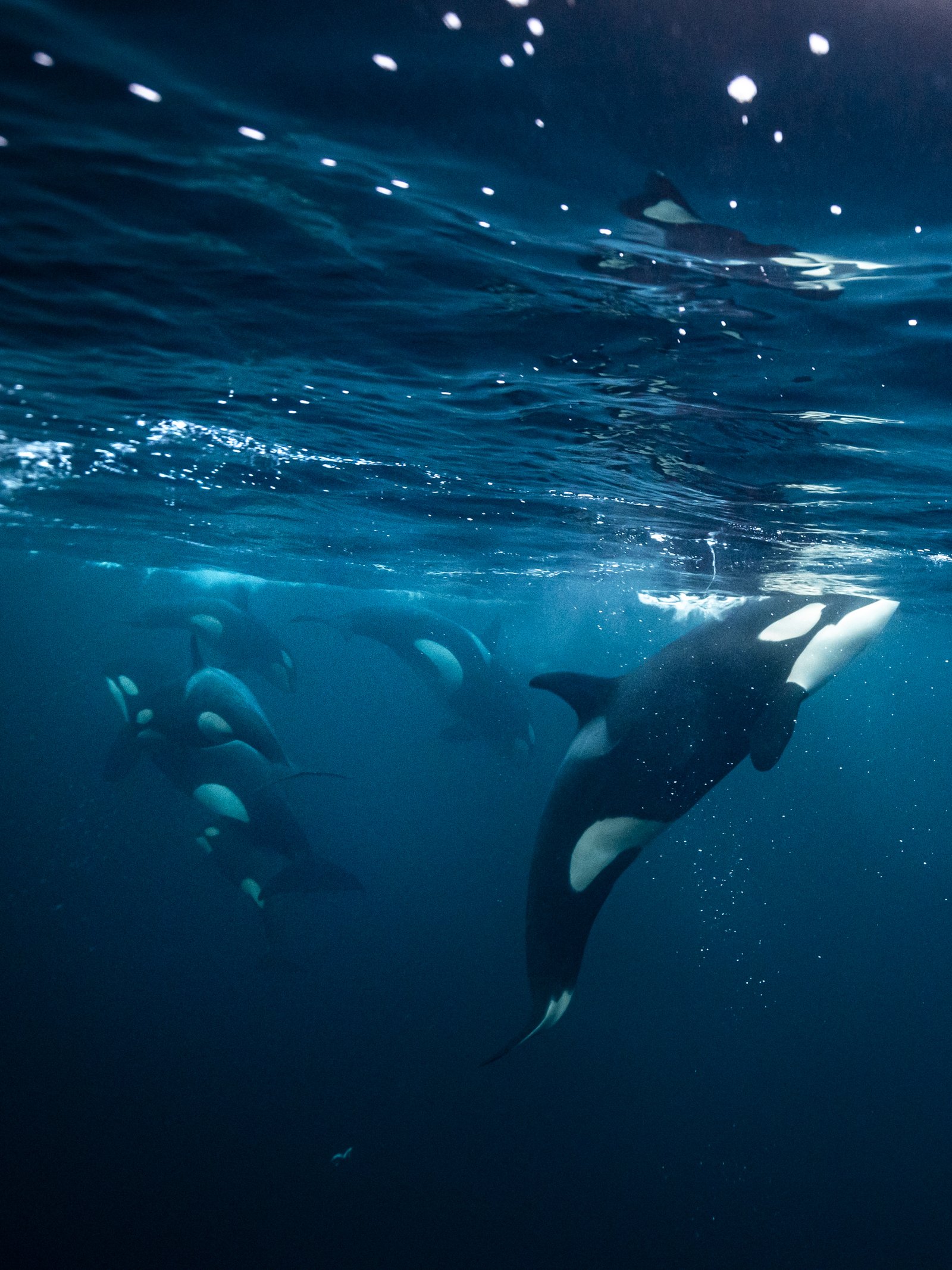 underwater orca pod stephane granzotto underwater orca expedition hunting herring in arctic