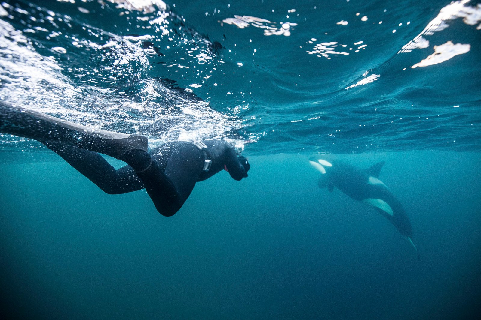 snorkler with housing swimming underwater orca expedition sunbeam