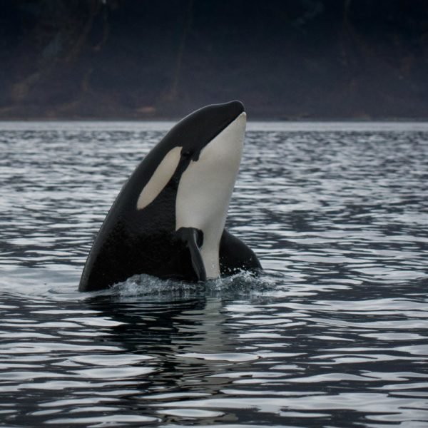spyhop, male, orca, killerwhale, norway spyhop, male, orca, killerwhale, norway