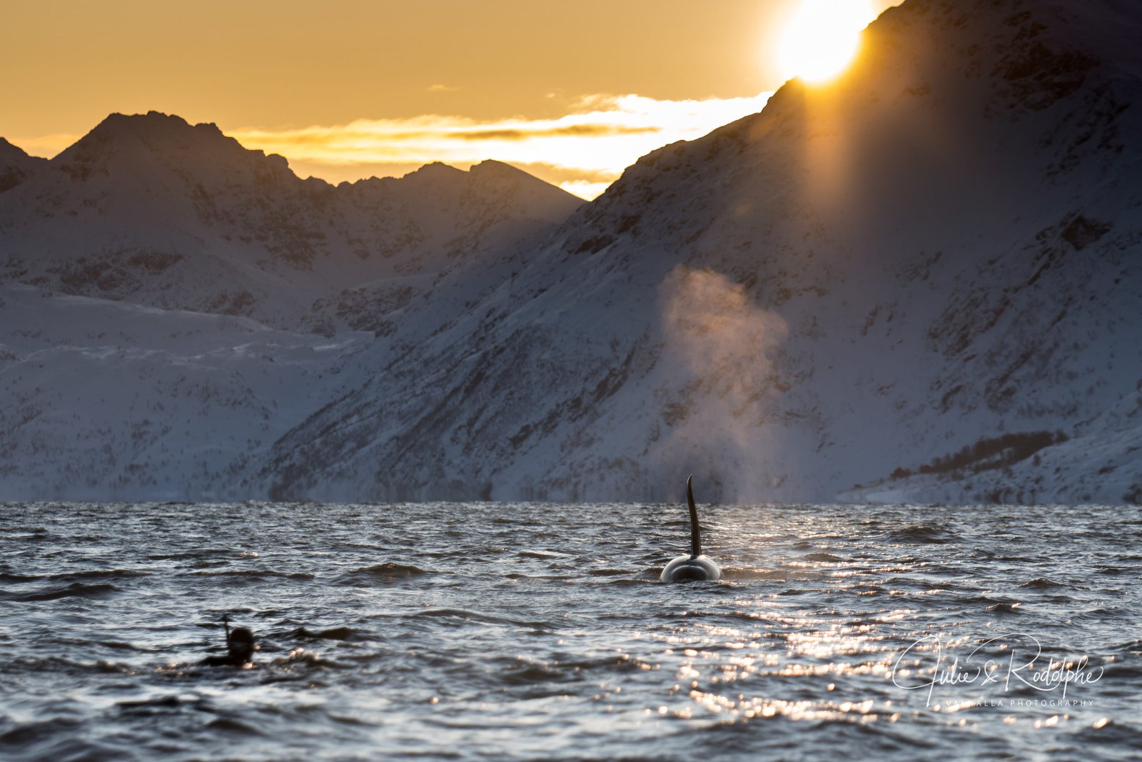 snorkler, orca, norway, landscape, sunset big orca going towards diver with sun behind the mountains