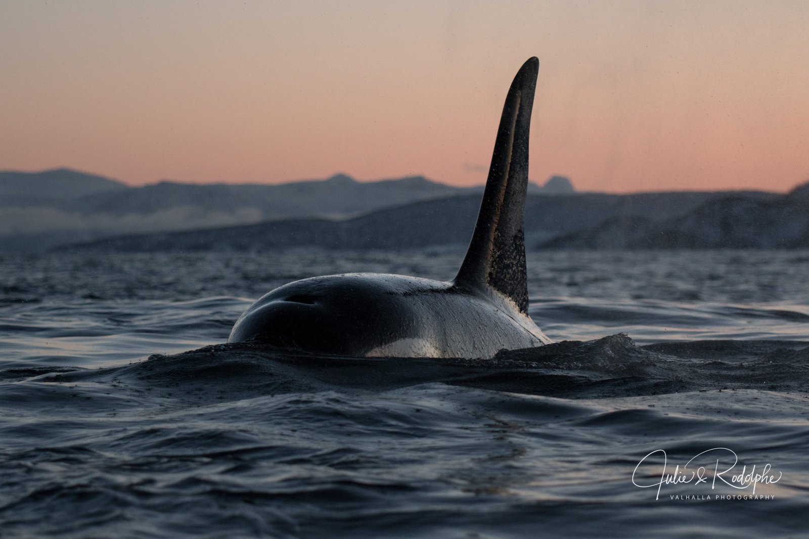 sunset, orca, male, norway