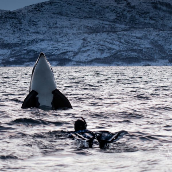 snorkler, orca, norway, spyhop spyhop infront diver in norway fjord