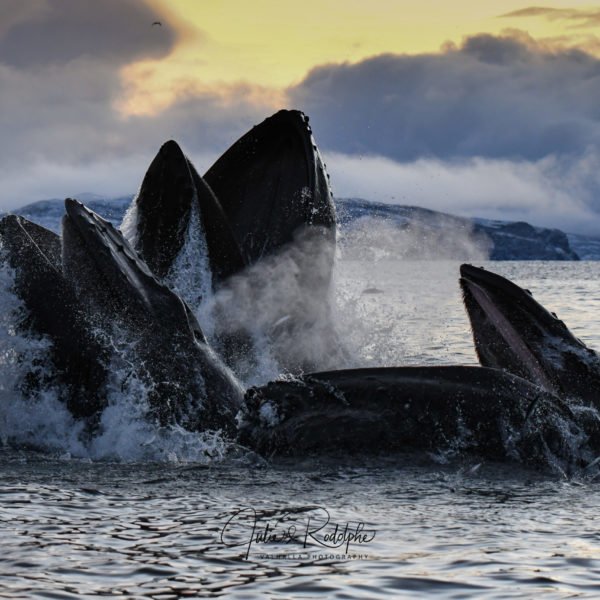 humpback whale lung feeding herring jump sunset valhalla orca expedition